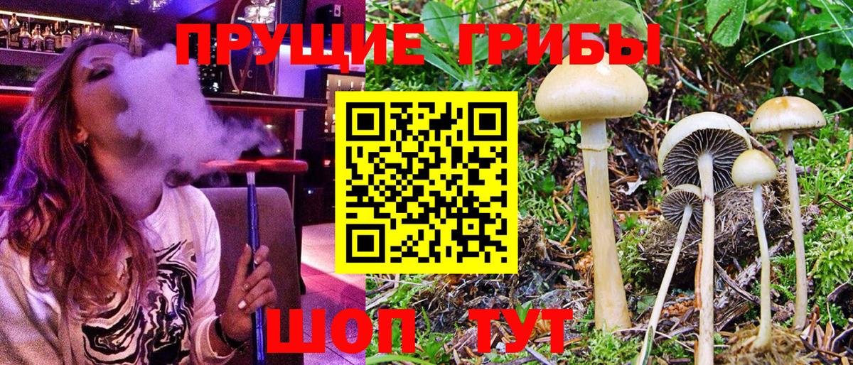 Галлюциногенные грибы Cubensis  Псилоцибиновые грибы прущие грибы  Елец  Вход с VPN 